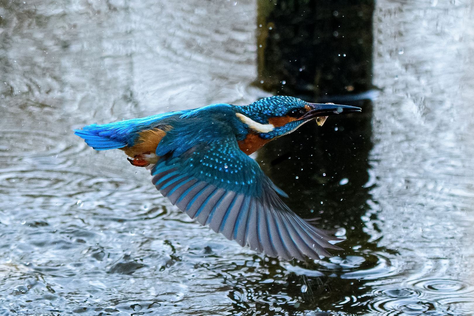 Eisvogel mit Fisch