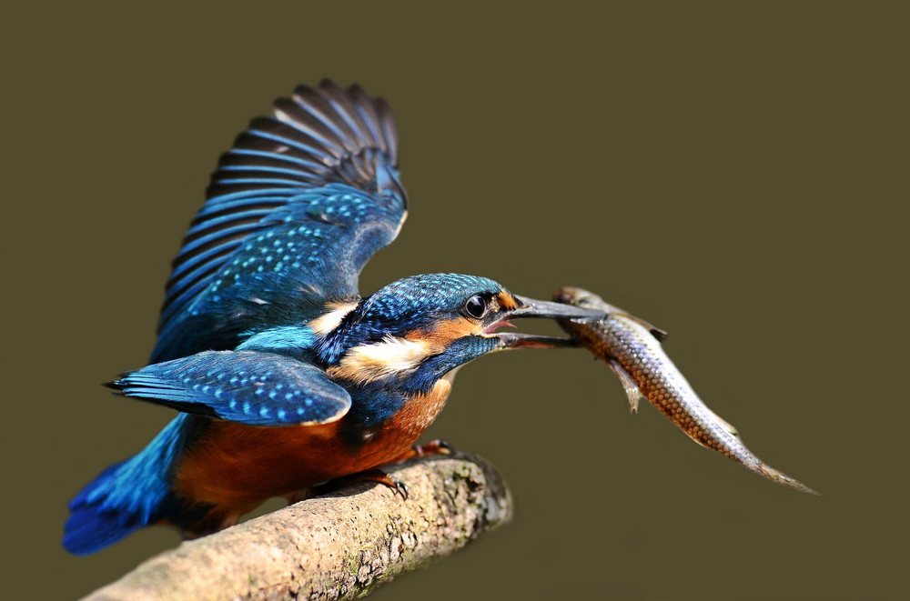 Eisvogel mit Fisch