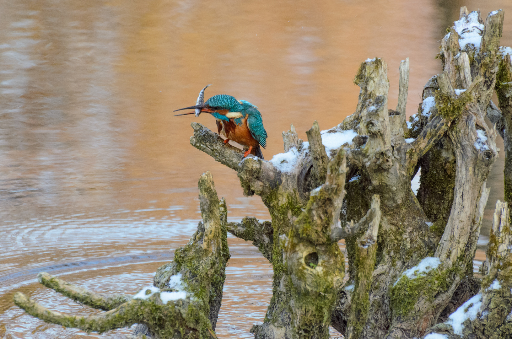 Eisvogel mit Fisch