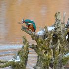 Eisvogel mit Fisch