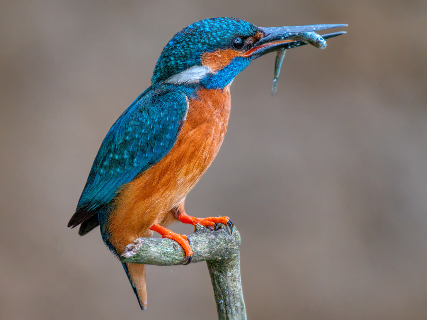 Eisvogel mit Fisch