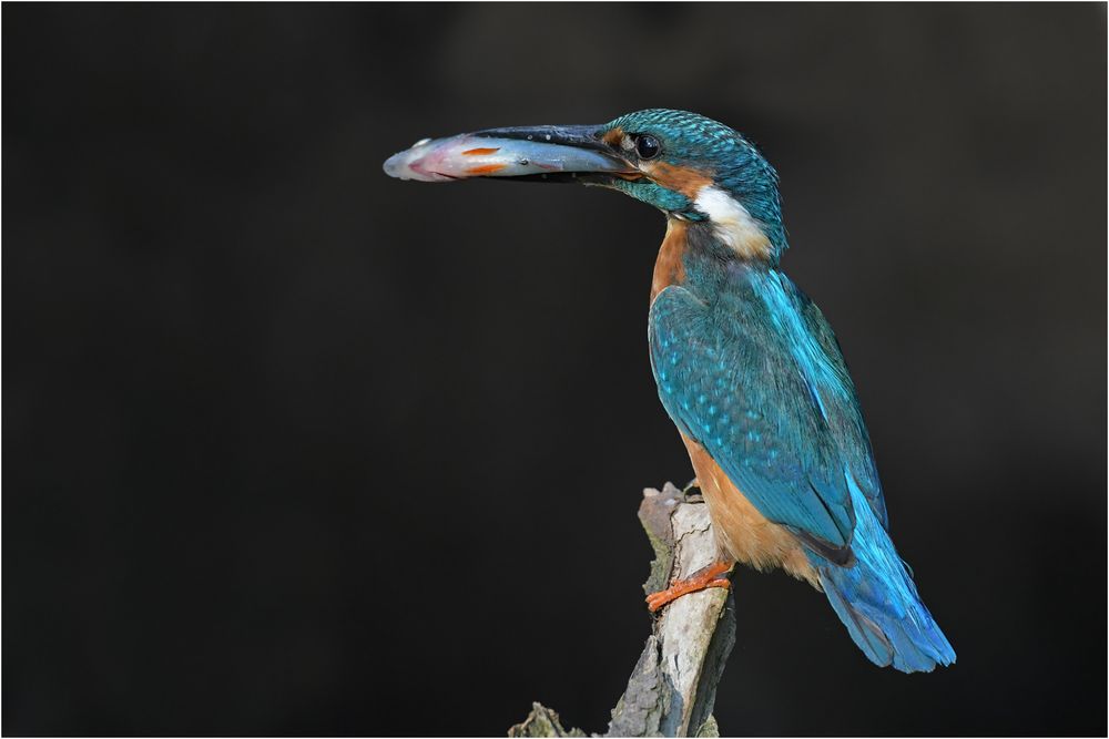 Eisvogel mit Fisch