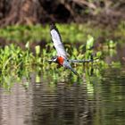 Eisvogel mit Fisch