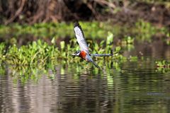 Eisvogel mit Fisch