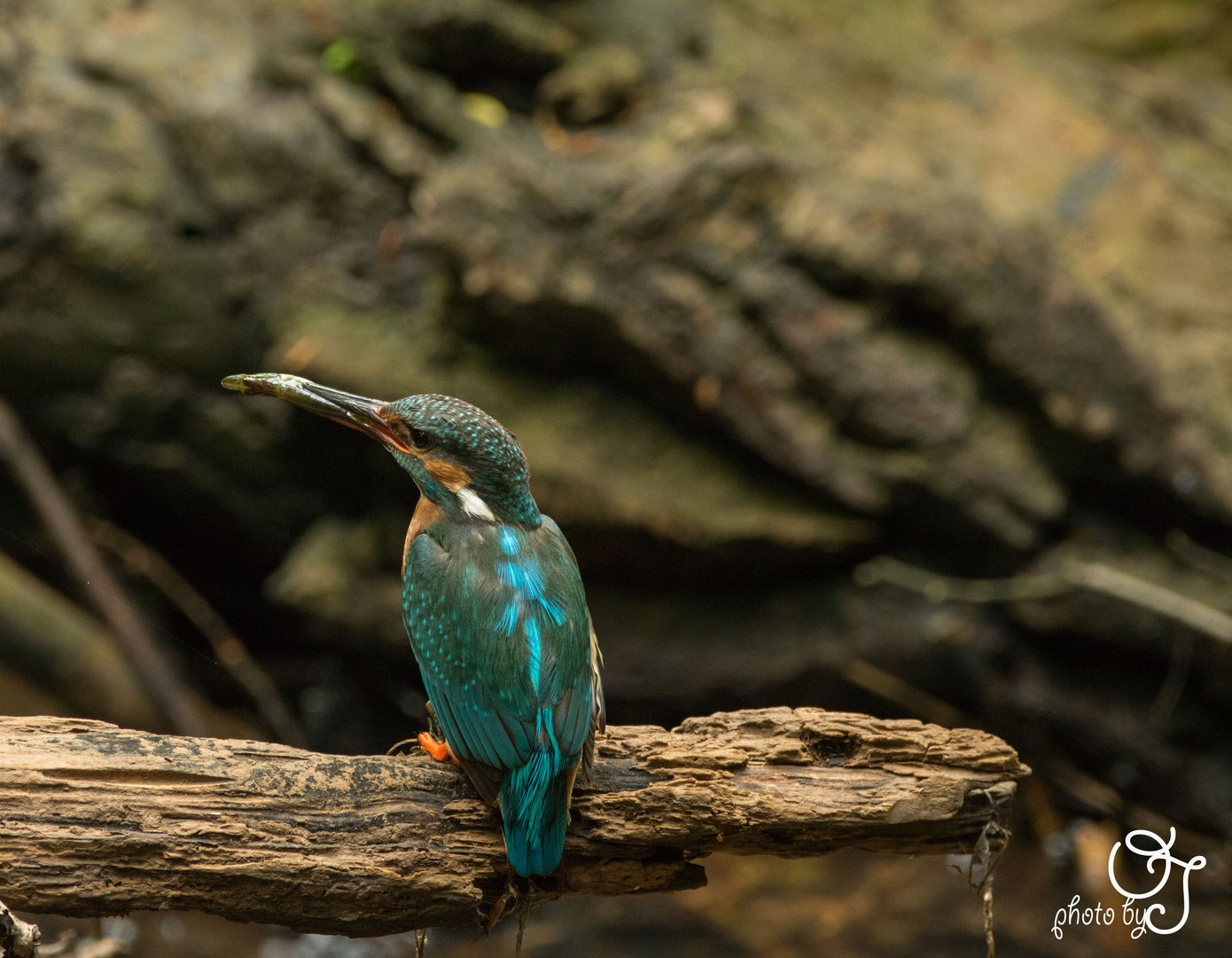 Eisvogel mit Fisch