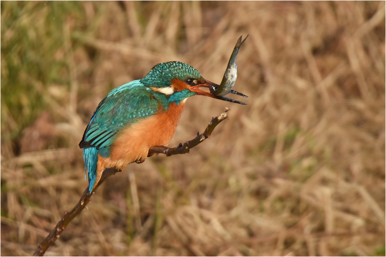 Eisvogel mit Fisch