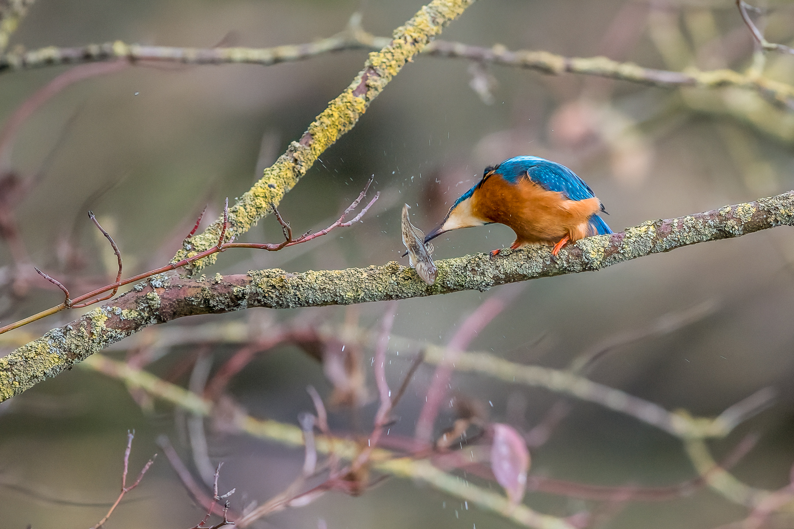 Eisvogel mit Fisch