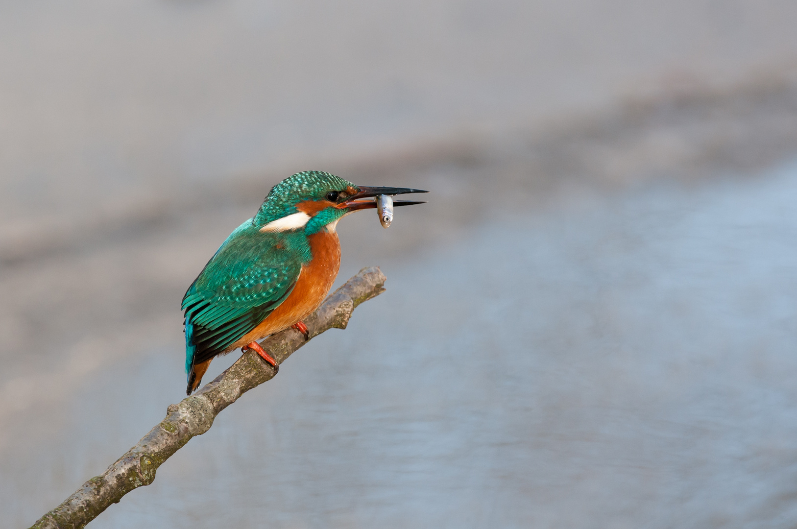 Eisvogel mit Fisch