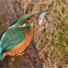 Eisvogel mit Fisch