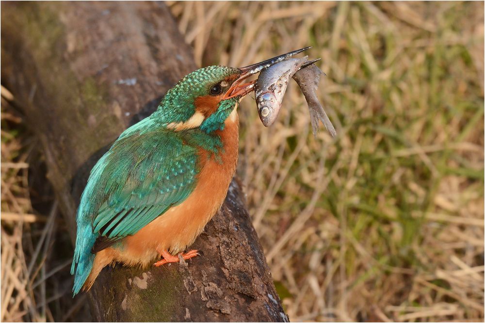 Eisvogel mit Fisch