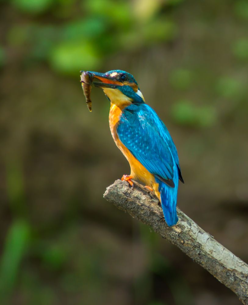 Eisvogel mit Fisch