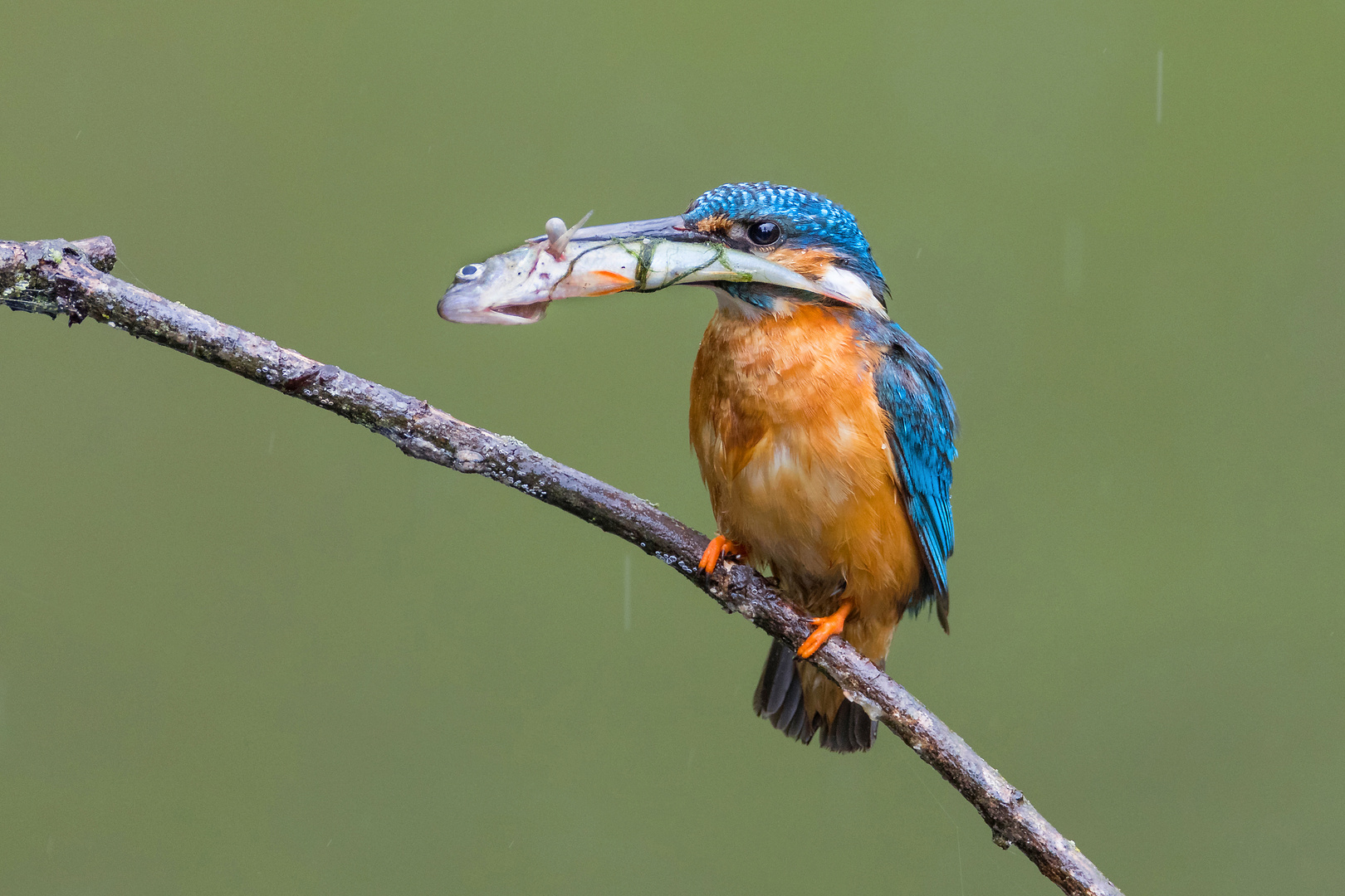 Eisvogel mit Fisch....