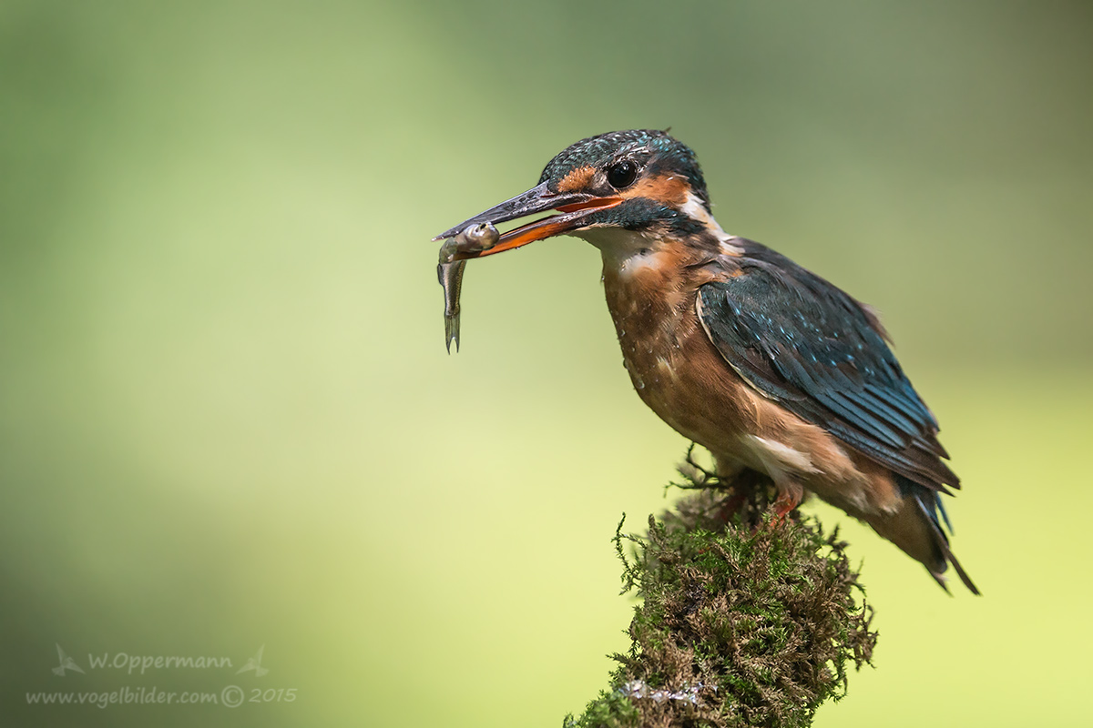 Eisvogel mit Fisch