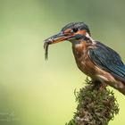 Eisvogel mit Fisch