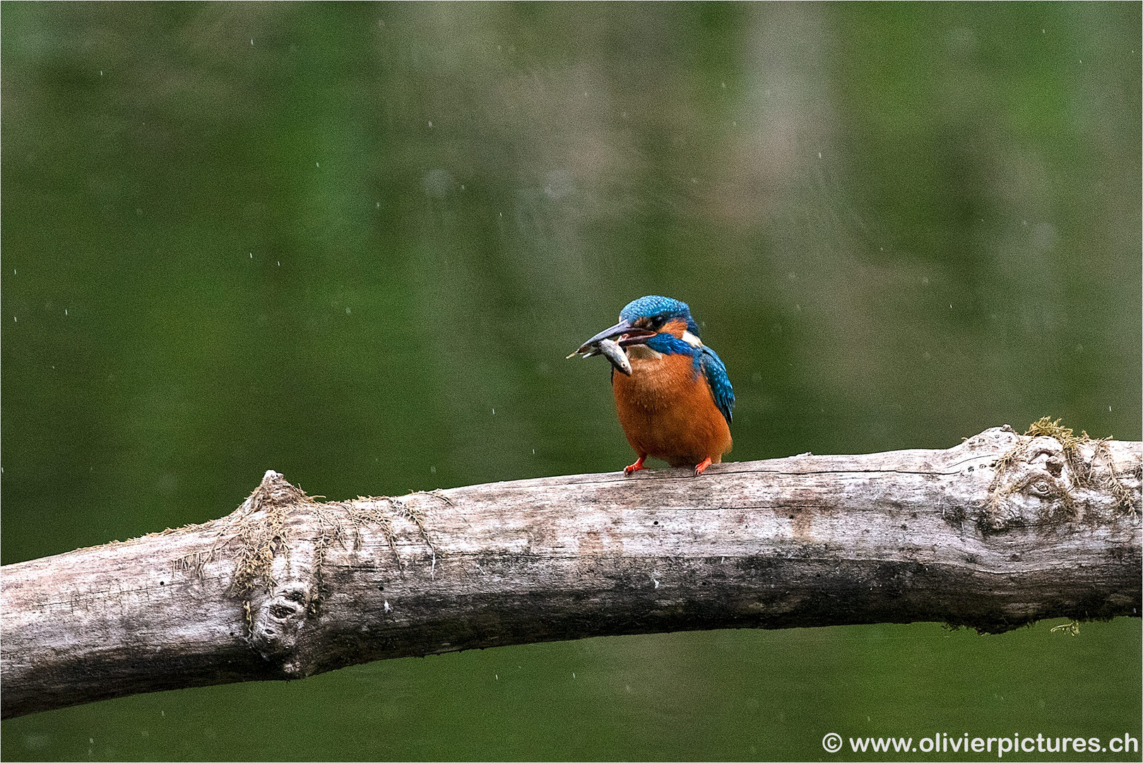 Eisvogel mit Fisch