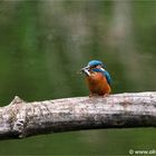 Eisvogel mit Fisch