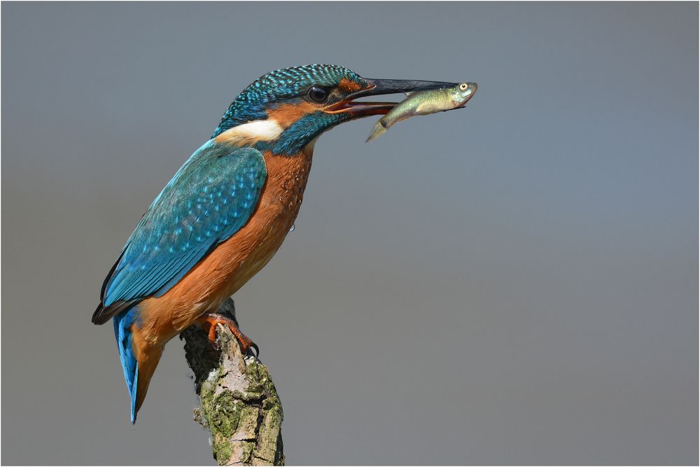 Eisvogel mit Fisch