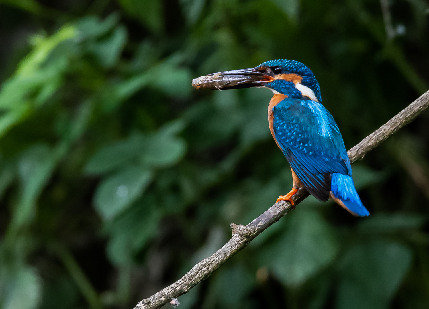 Eisvogel mit Fisch