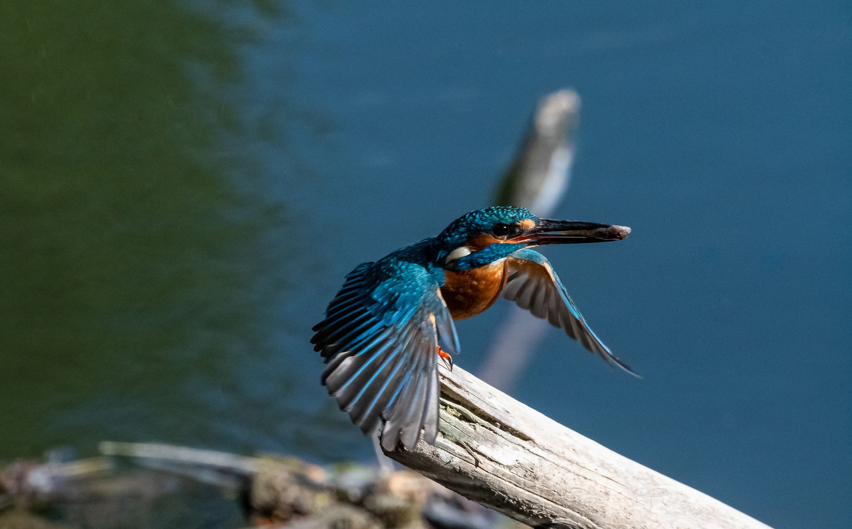 Eisvogel mit Fisch beim Abflug ...