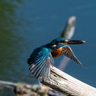 Eisvogel mit Fisch beim Abflug ...