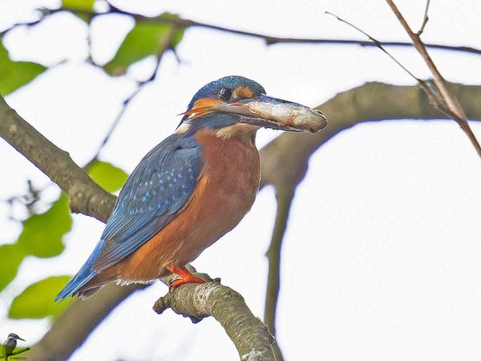 Eisvogel mit Fisch...