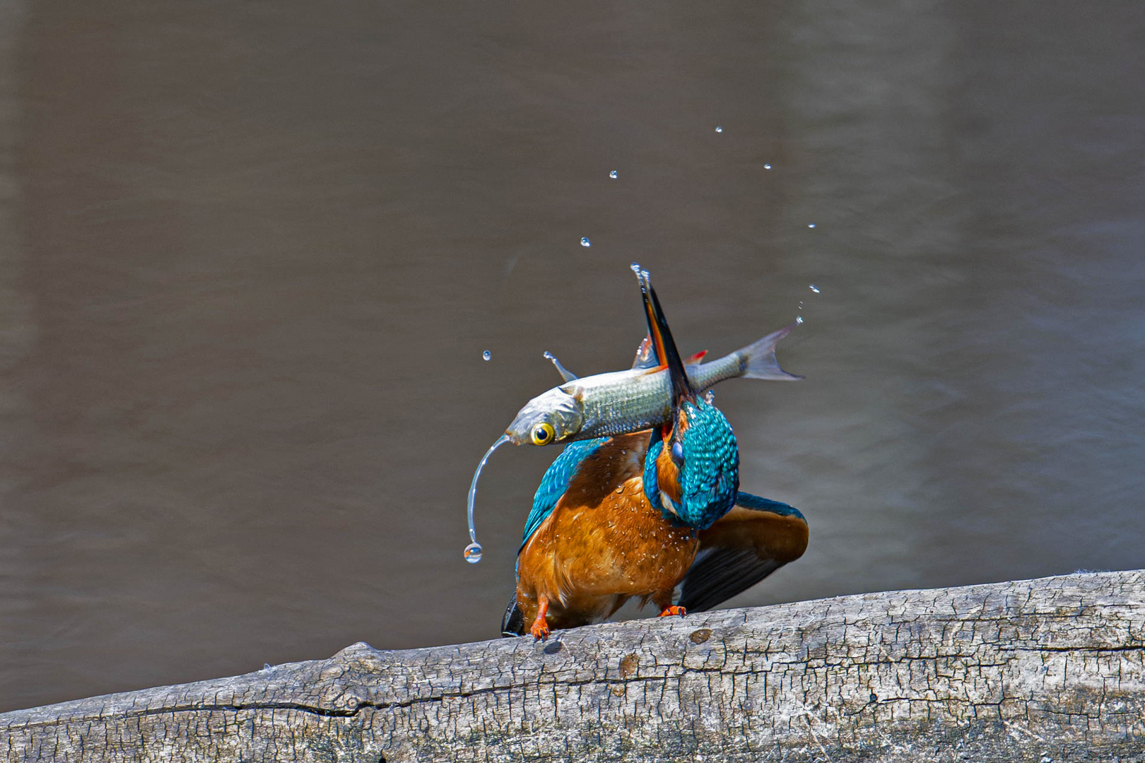 Eisvogel mit Fisch