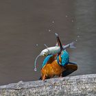 Eisvogel mit Fisch