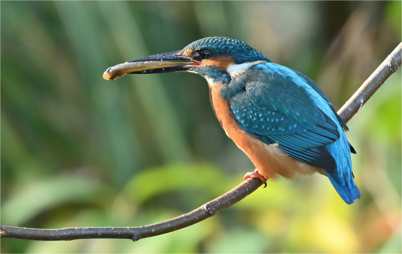 Eisvogel mit Fisch