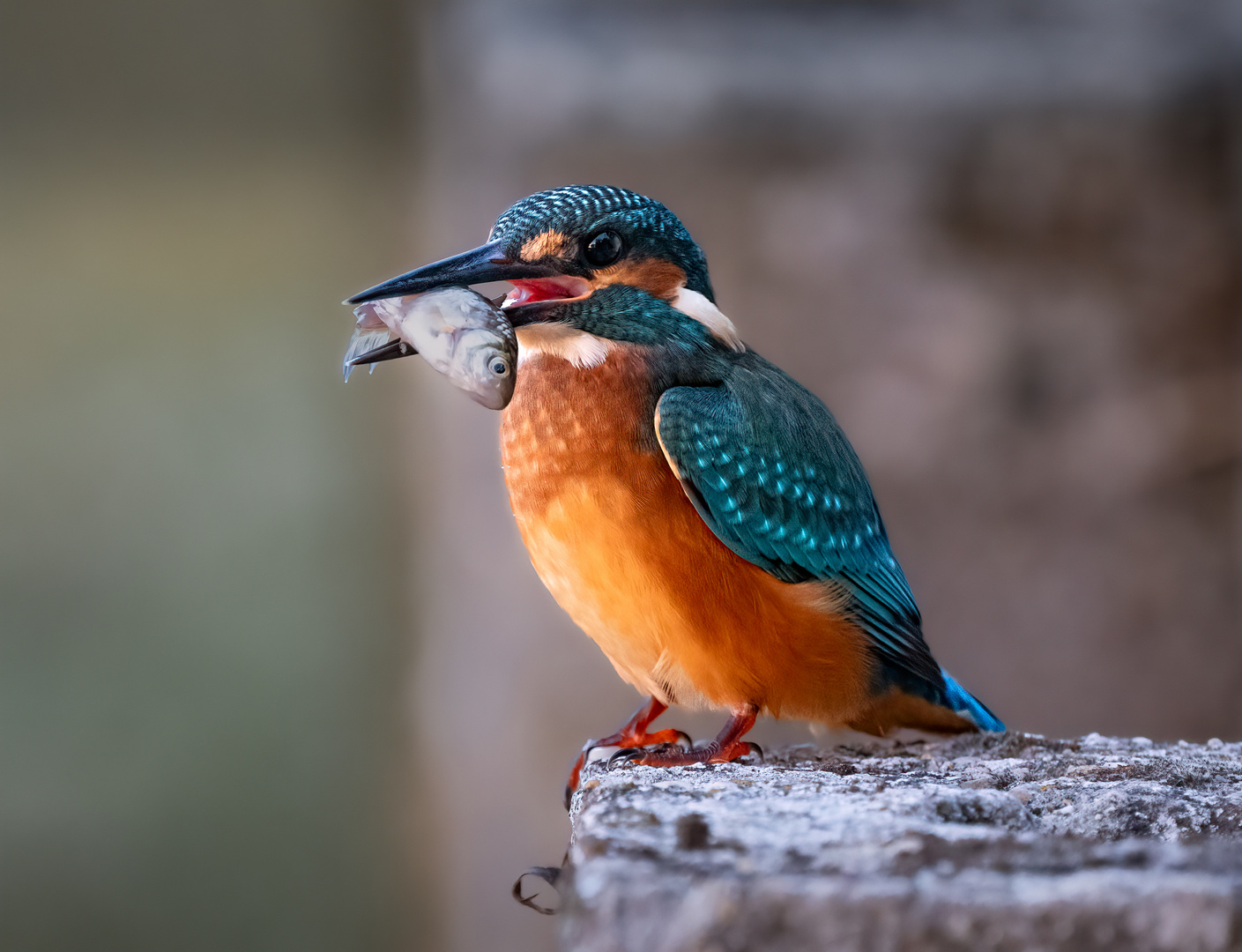 Eisvogel mit Fisch