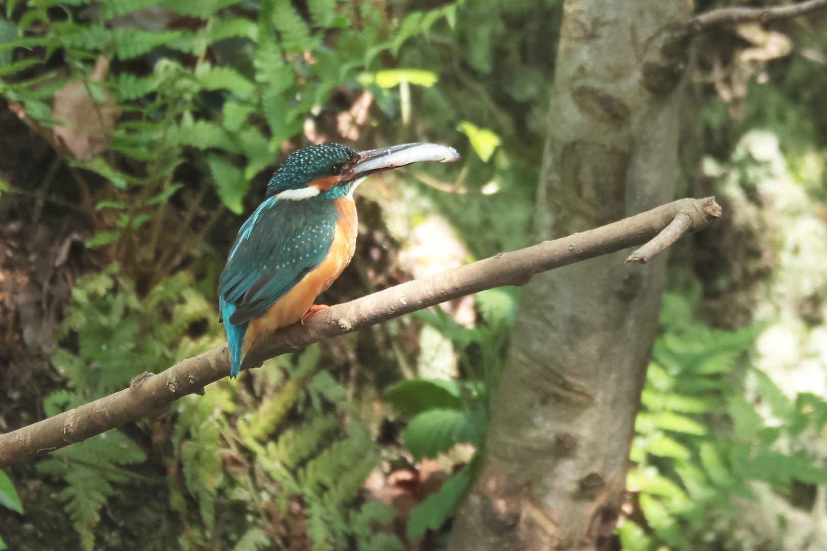 Eisvogel mit Fisch