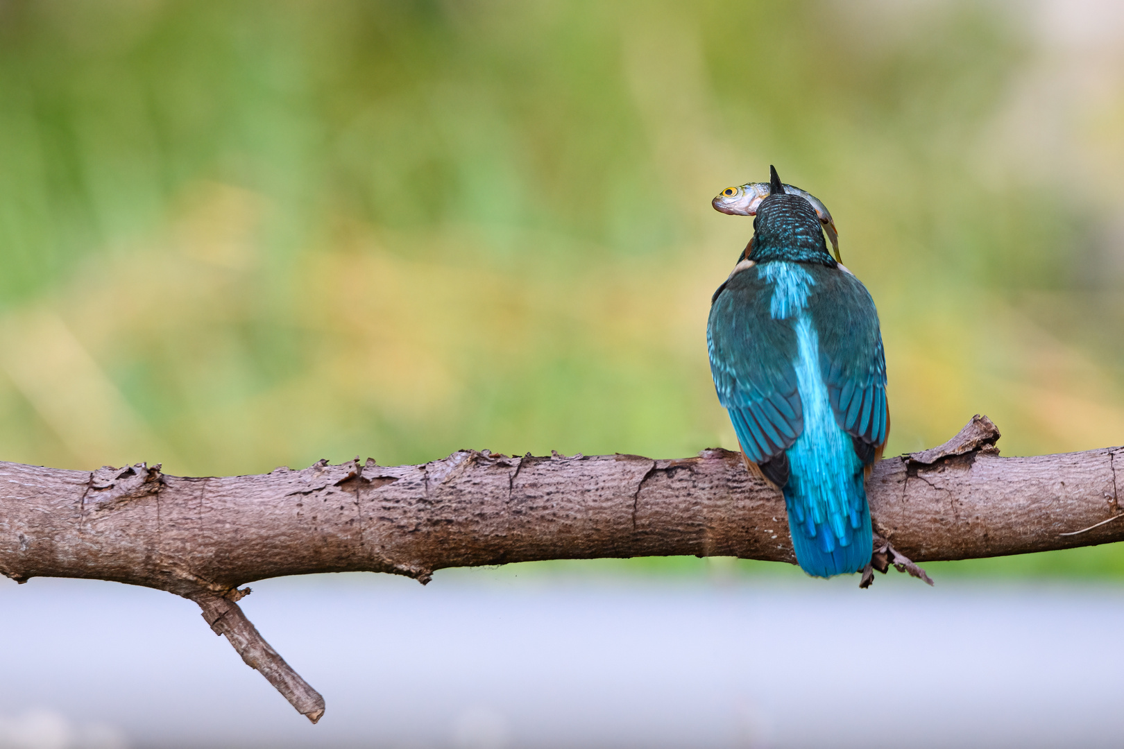 Eisvogel mit Fisch