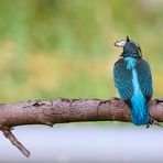 Eisvogel mit Fisch