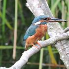 Eisvogel mit Fisch