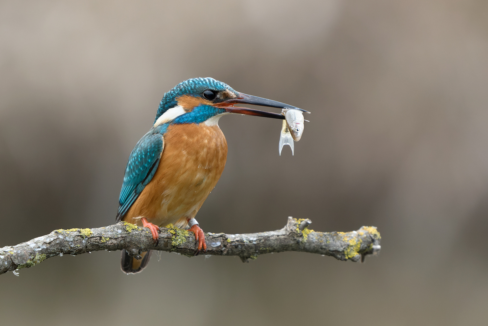 Eisvogel mit Fisch