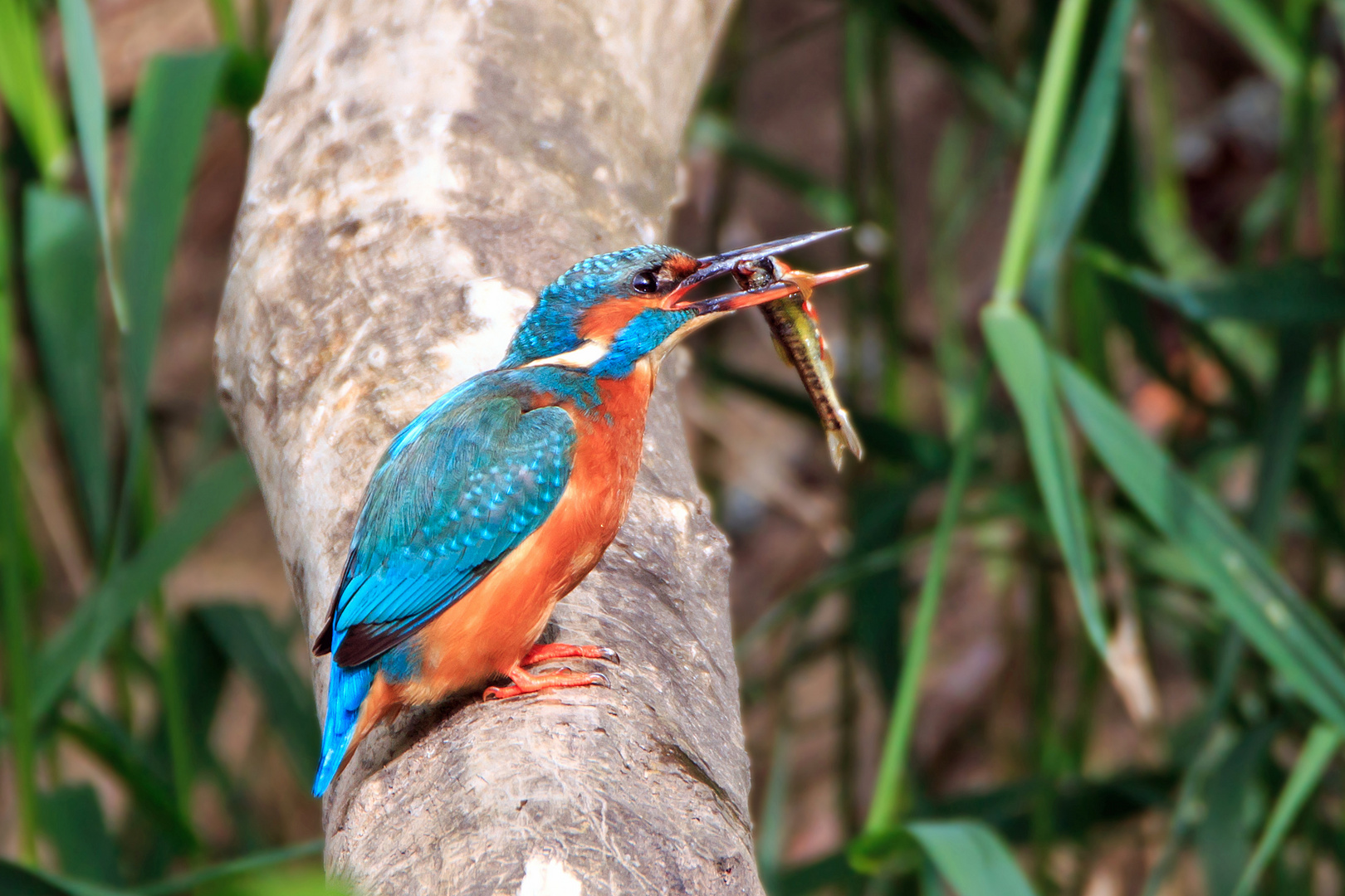 Eisvogel mit Fisch