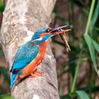 Eisvogel mit Fisch