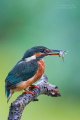 Eisvogel mit Fisch II