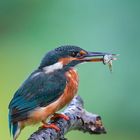 Eisvogel mit Fisch II