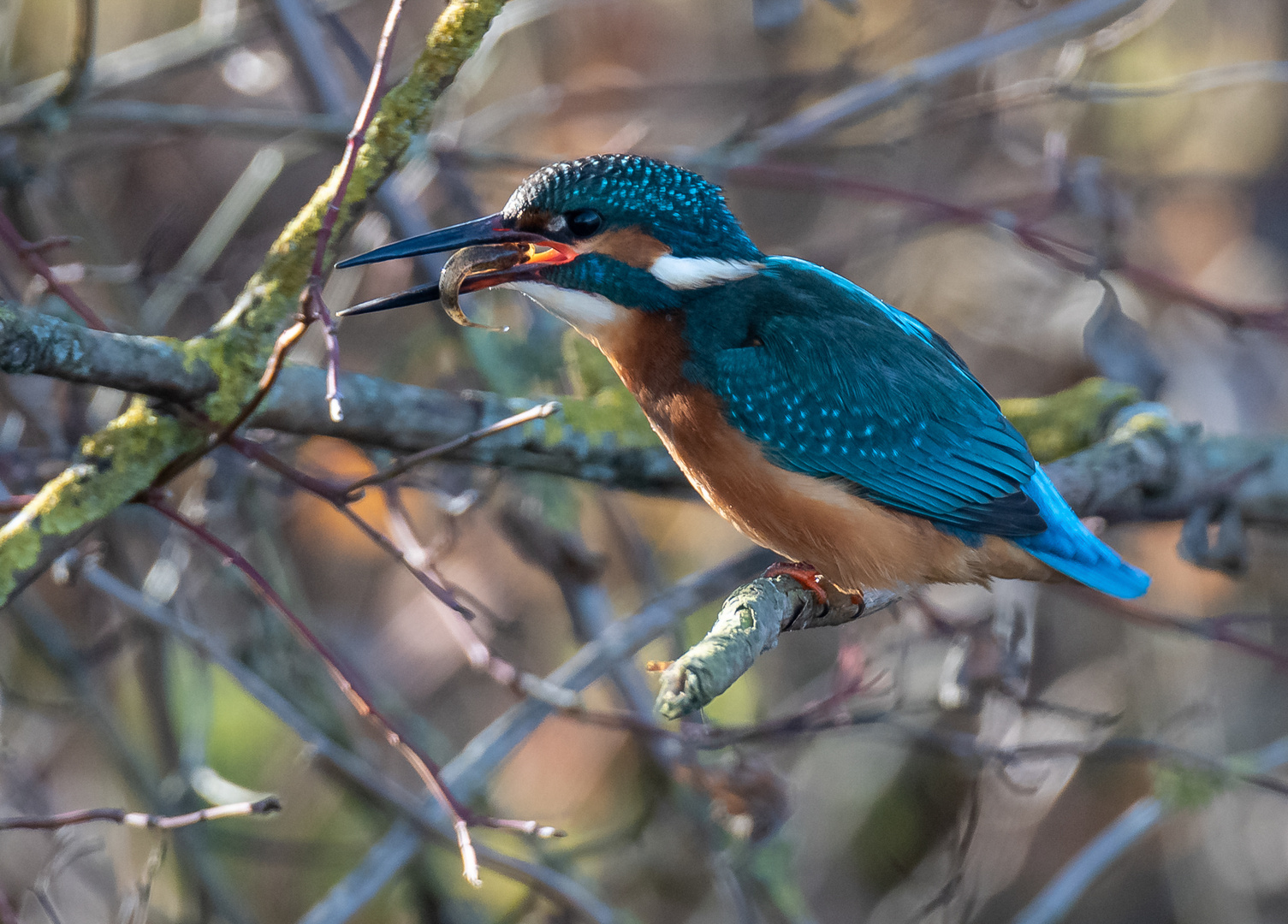 Eisvogel mit Fisch im Gegenlicht