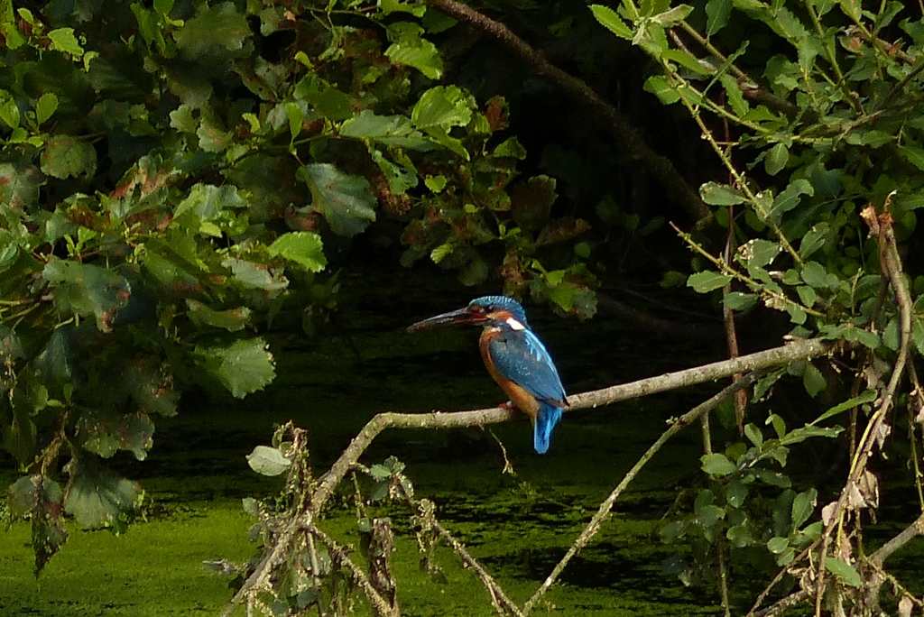 Eisvogel mit Fisch im Osten der Hammer Lippeaue.