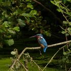 Eisvogel mit Fisch im Osten der Hammer Lippeaue.