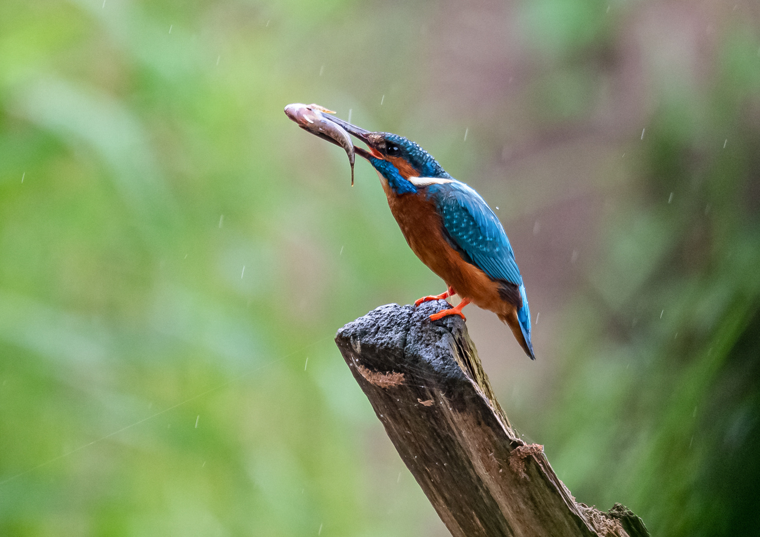 Eisvogel mit Fisch im Regen ...