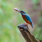 Eisvogel mit Fisch im Regen ...