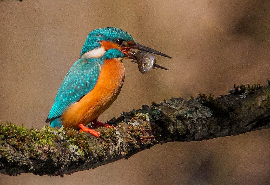 Eisvogel mit Fischchen