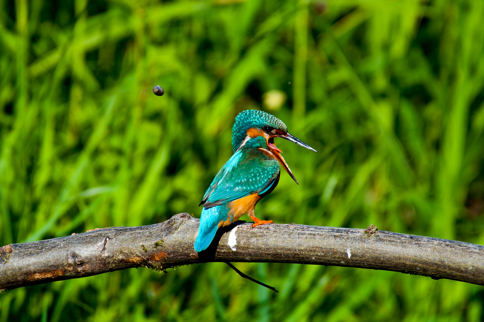 Eisvogel mit Fischgewölle