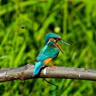 Eisvogel mit Fischgewölle