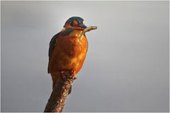 Eisvogel mit Frischfisch