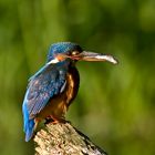 Eisvogel mit Frischfisch II