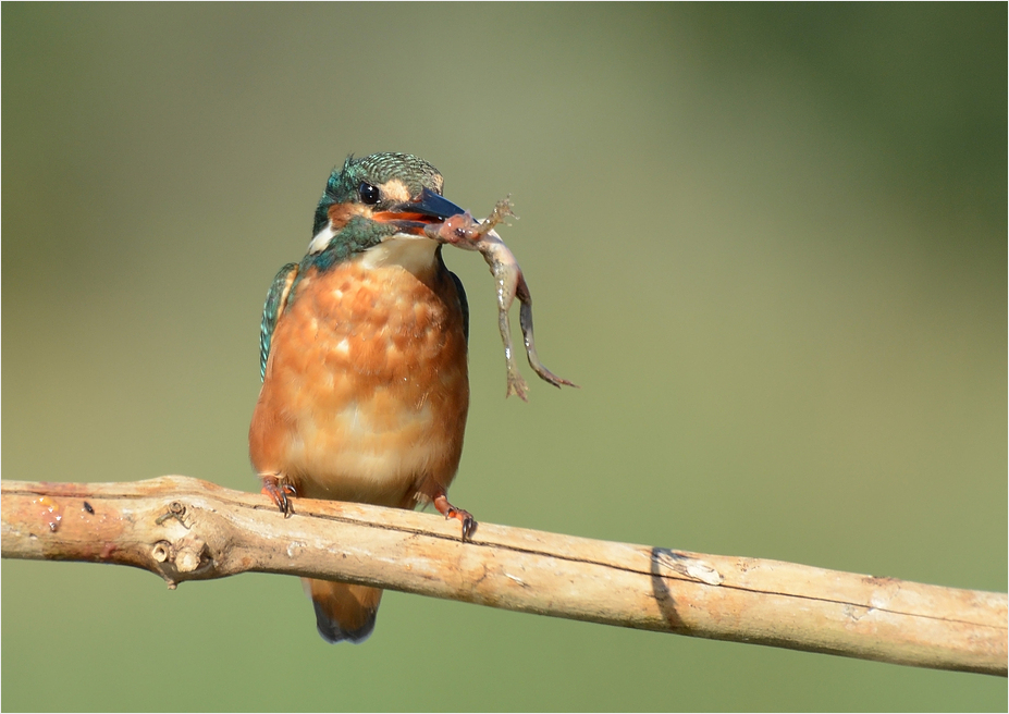 Eisvogel mit Frosch