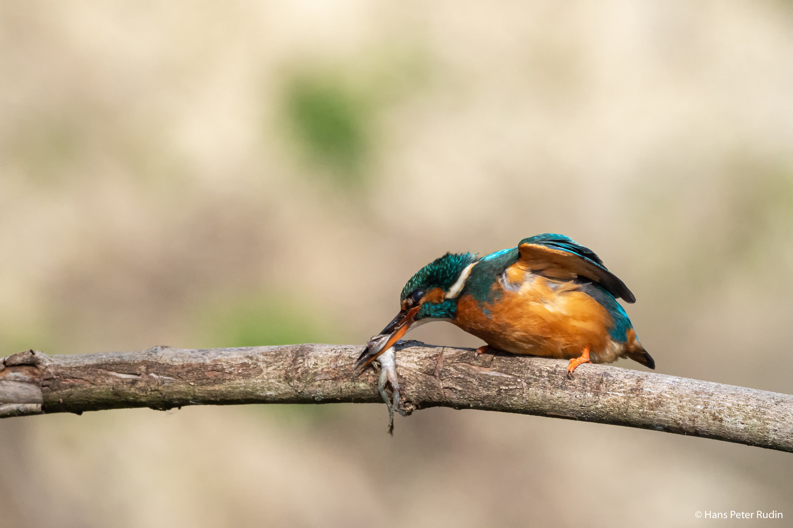 Eisvogel mit Frosch